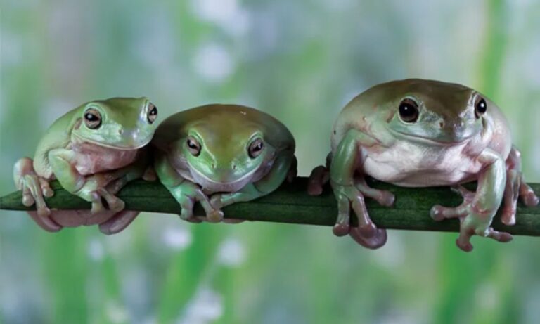 Can You Have a Pet Frog in Australia?