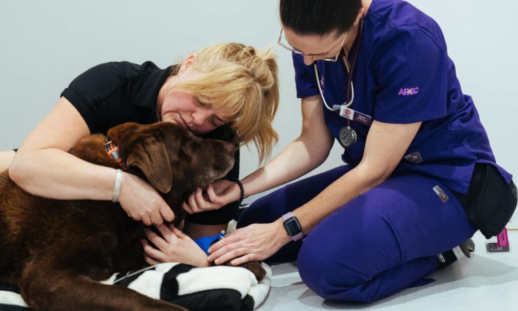 Let Other Pets Smell Your Deceased Pet