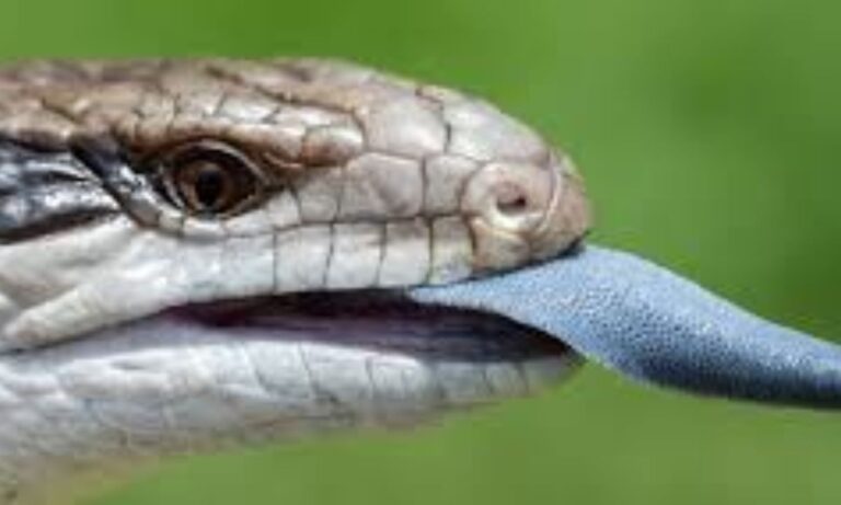 Can You Keep a Blue-Tongue Lizard as a Pet?