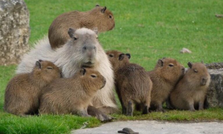 Can You Have a Pet Capybara in Australia?