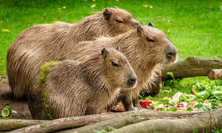 Can You Have a Capybara as a Pet