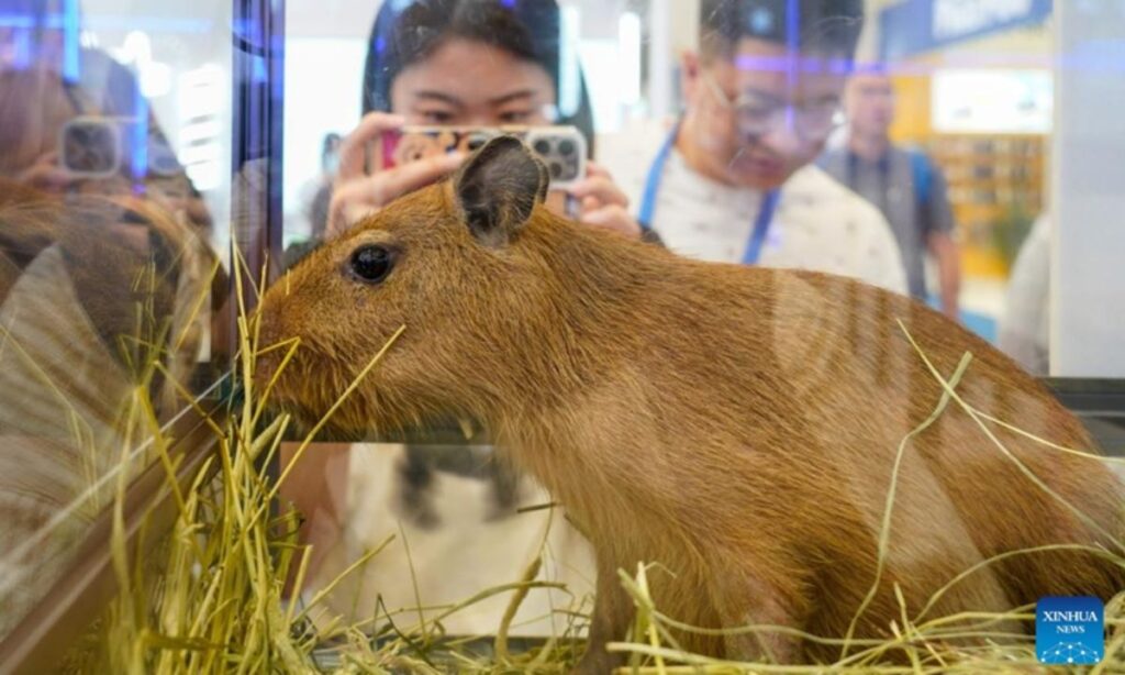 Are Capybaras Dangerous?