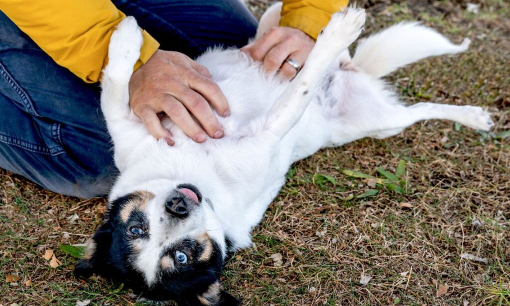 Why Does My Dog Put His Paw On Me?